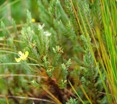 Hypericum lancioides