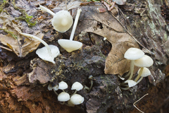Mycena laevigata