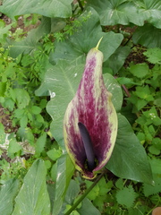 Arum palaestinum