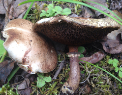 Suillus