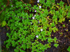 Clinopodium nubigenum