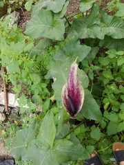 Arum palaestinum