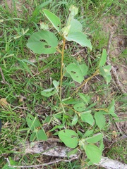 Melhania forbesii