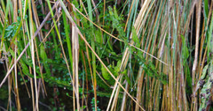 Baccharis genistelloides