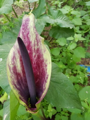 Arum palaestinum