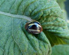 Epilachna albovittata