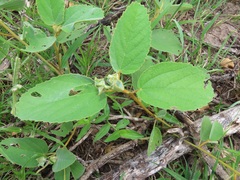 Melhania forbesii