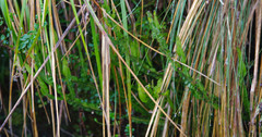 Baccharis genistelloides