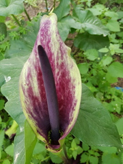 Arum palaestinum