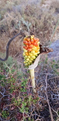 Arum palaestinum