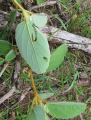Melhania forbesii