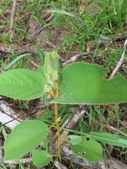 Melhania forbesii