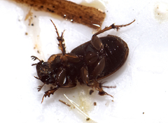 Melinopterus prodromus