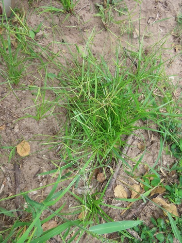 Cyperus zollingeri observed 2021-02-27