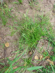 Cyperus zollingeri
