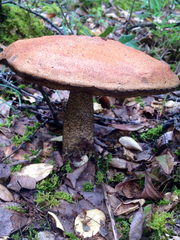 Leccinum