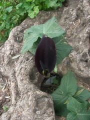Arum palaestinum