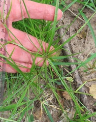 Cyperus zollingeri