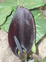 Arum palaestinum