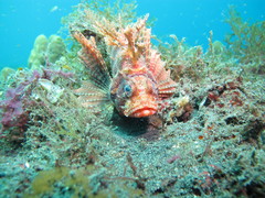 Dendrochirus brachypterus