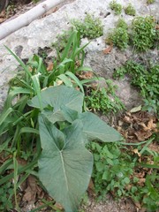 Arum palaestinum