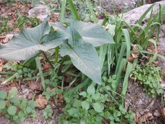 Arum palaestinum