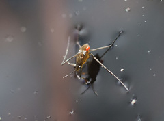 Limnochares aquatica