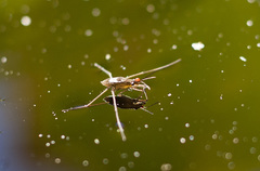 Limnochares aquatica