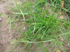 Cyperus zollingeri