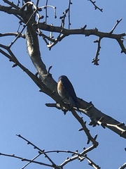 Sialia mexicana