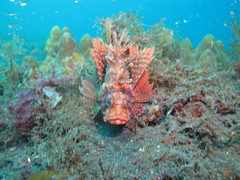 Dendrochirus brachypterus