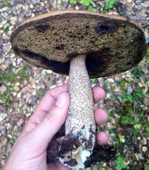 Leccinum