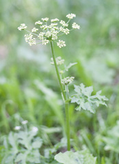 Heracleum sphondylium