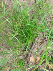 Cyperus zollingeri