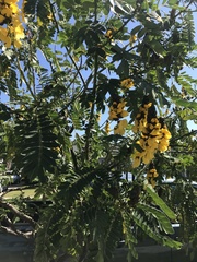 Senna didymobotrya