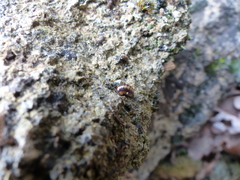 Glomeridae