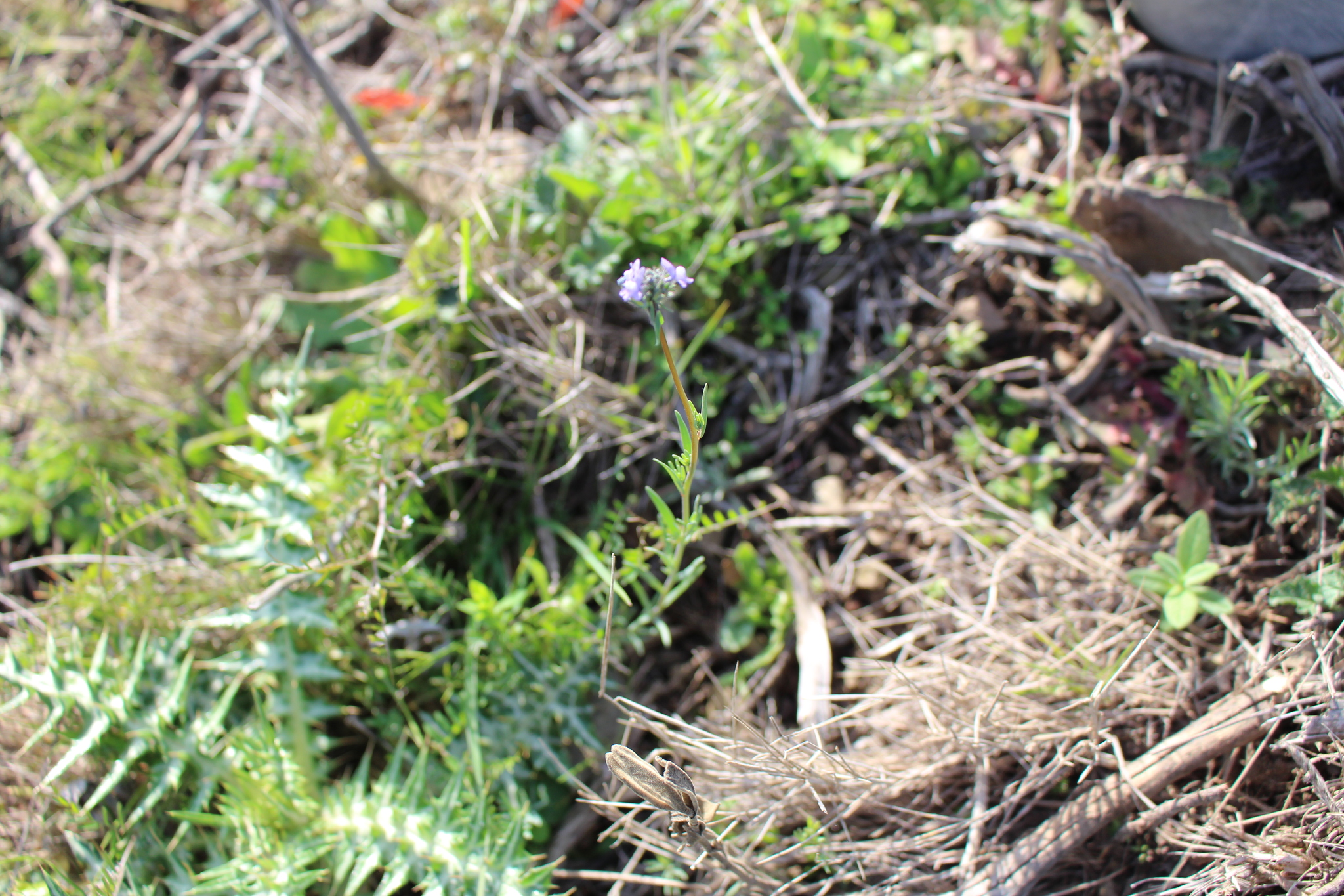 Linaria Arvensis L Desf