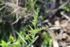 Linaria arvensis