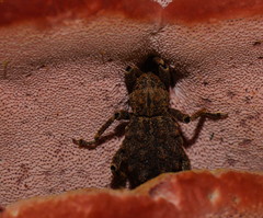 Rhodofomitopsis lilacinogilva image