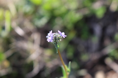 Linaria arvensis