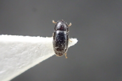 Sulcacis fronticornis