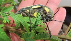 Sternocera orissa bertolonii