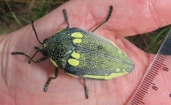 Sternocera orissa bertolonii