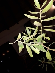 Euclea natalensis natalensis