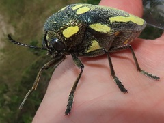 Sternocera orissa bertolonii