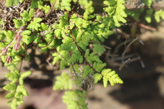 Oeosporangium