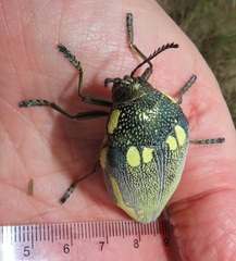 Sternocera orissa bertolonii