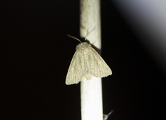 Photedes fluxa