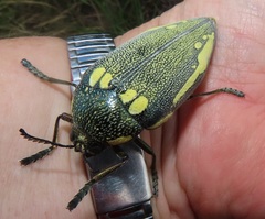 Sternocera orissa bertolonii