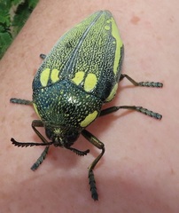 Sternocera orissa bertolonii